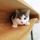 Illustration for article titled Cat Owners: Save Your Sanity With This Feline-Friendly Computer Desk